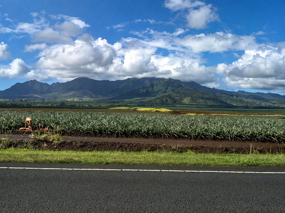View of Oahu pineapple fields leading to the North Shore 