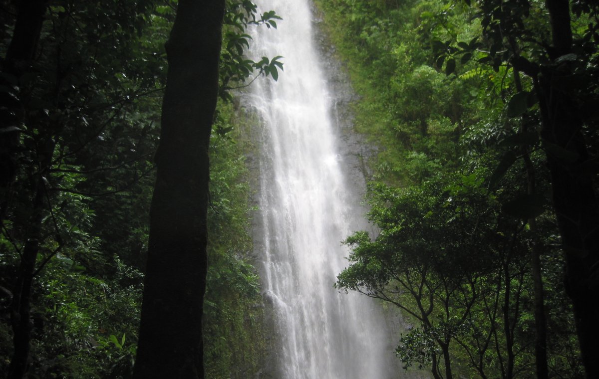 Manoa Falls Oahu by John Di Rienzo - Exotic Estates