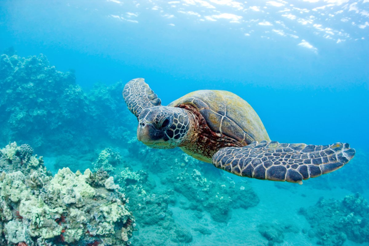 Maui Turtle - Exotic Estates