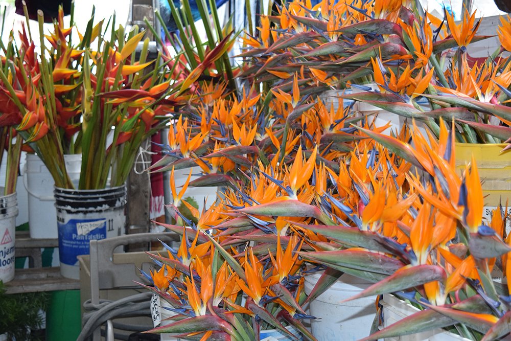 Birds of Paradise Kona Farmers Market, Exotic Estates, Vacation Rentals