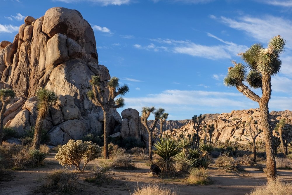 Joshua Tree National Park