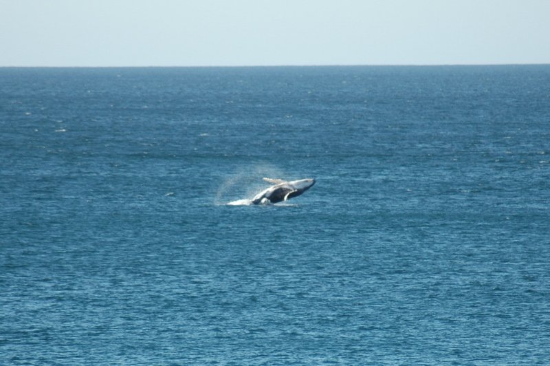 Cabo Whale Watching, Winter in Cabo, Cabo Christmas, Exotic Estates, Vacation Rental