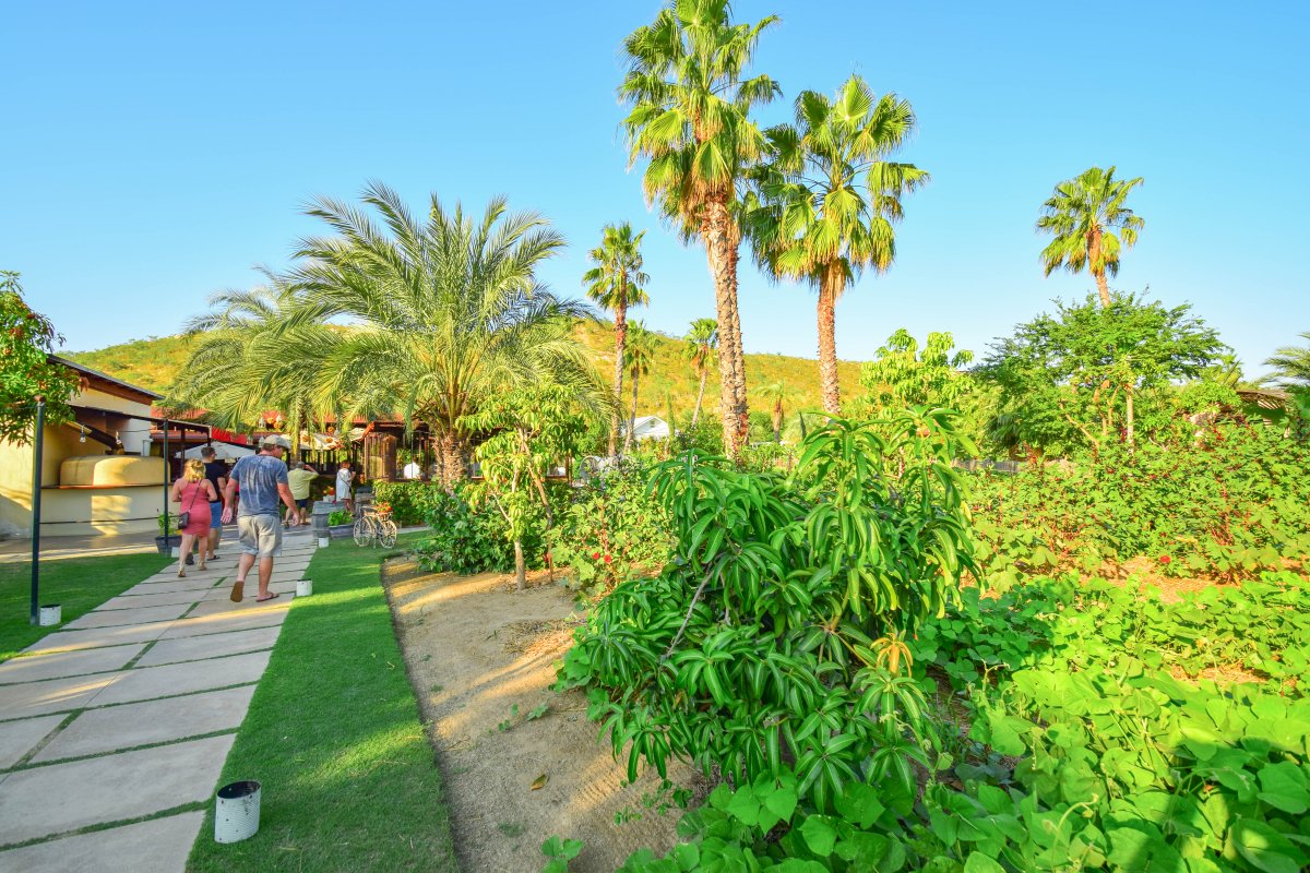 Flora Farms, Farm to Table, Organic Dining San Jose Del Cabo, Exotic Estates, Vacation Rentals