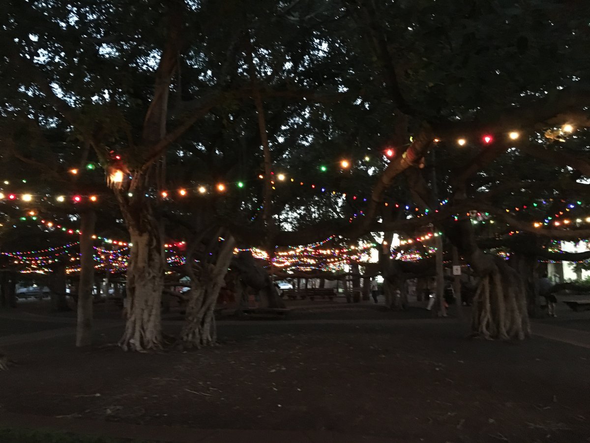 Lahaina Banyan Tree - John Di Rienzo