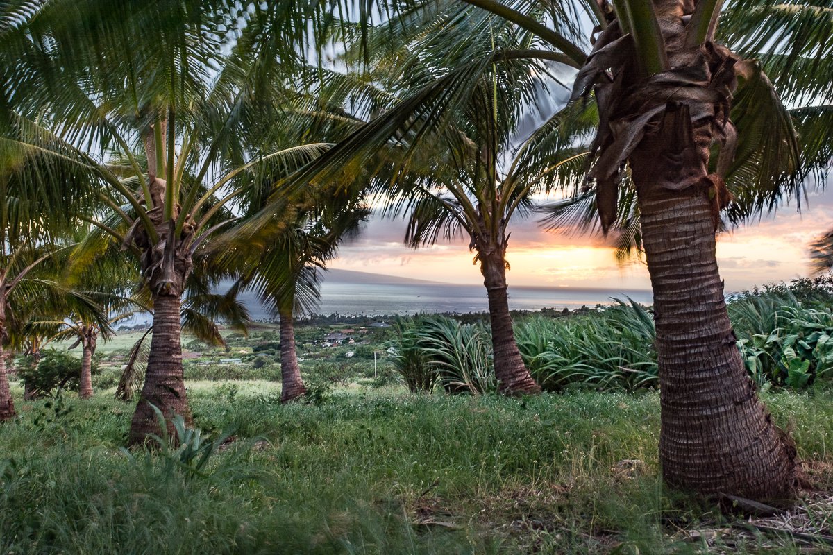 Exotic Estates Maui Vacation Rentals, Punakea Palms Coconut Farm Tour