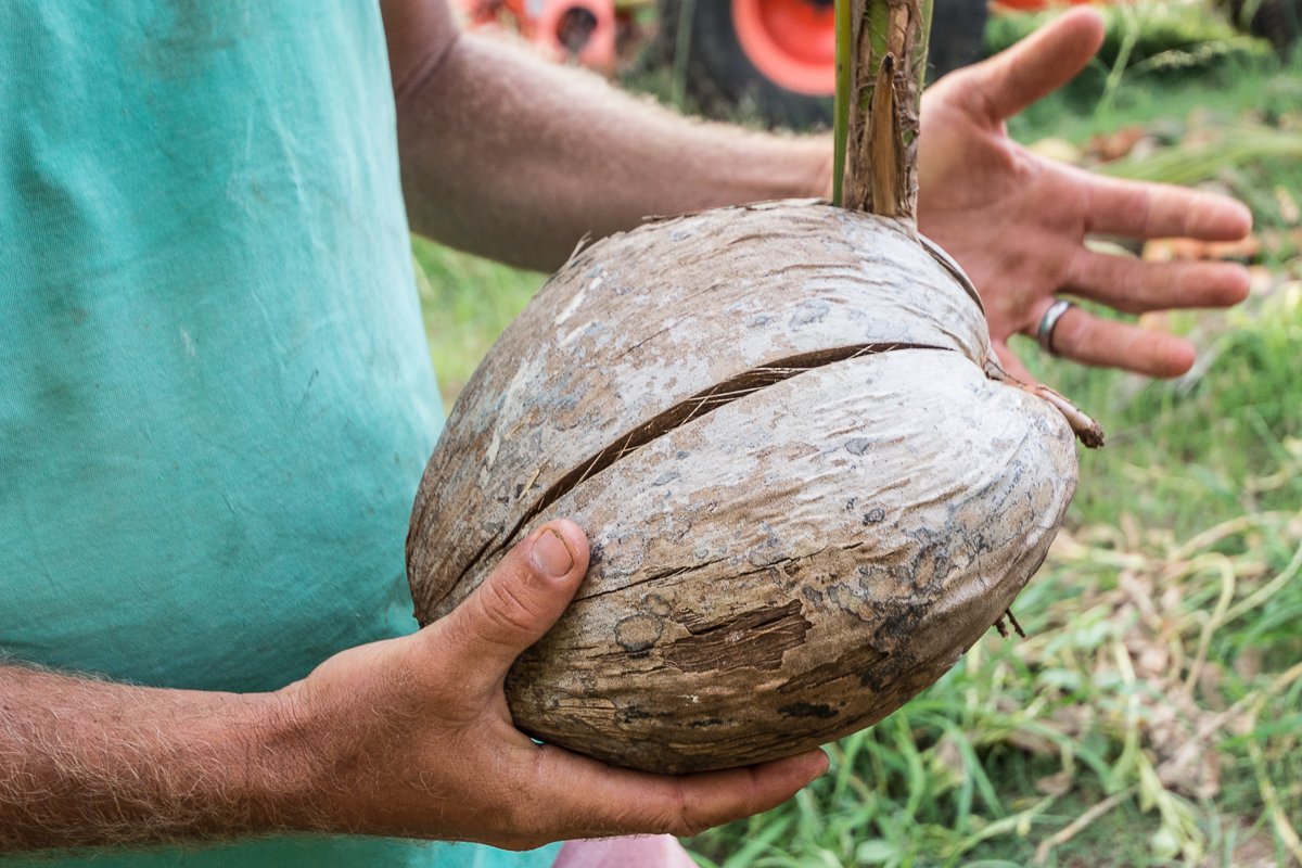 Exotic Estates Maui Vacation Rentals, Punakea Palms Coconut Farm Tour