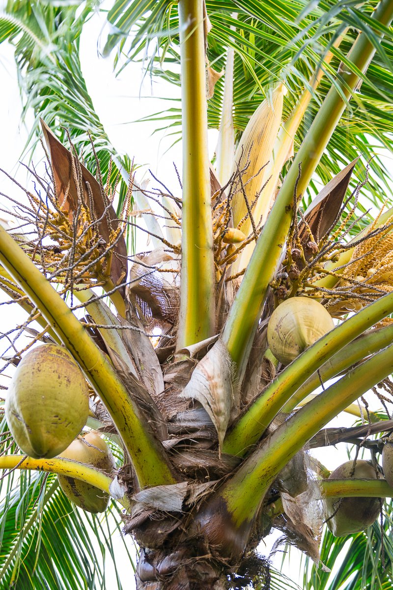 punakea farm coconut