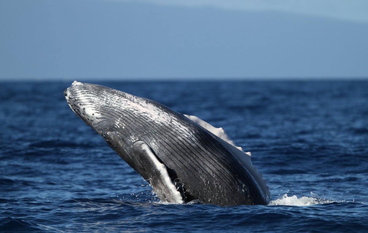 Exotic Estates Maui Whales