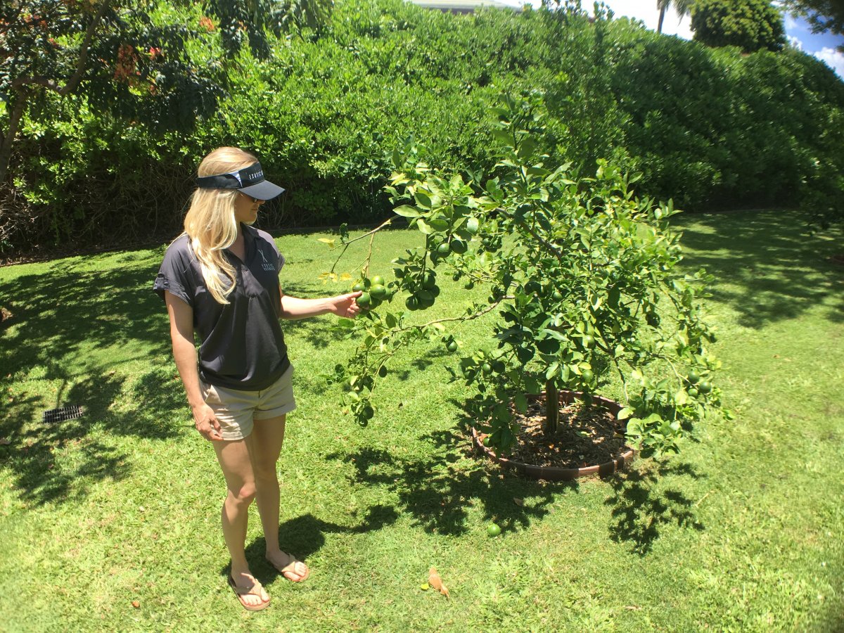 villa privată lemon tree maui exotic estates