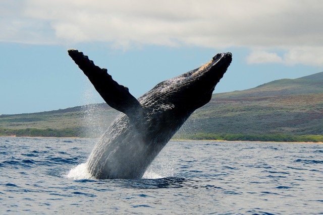 Whale Watching Exotic Estates