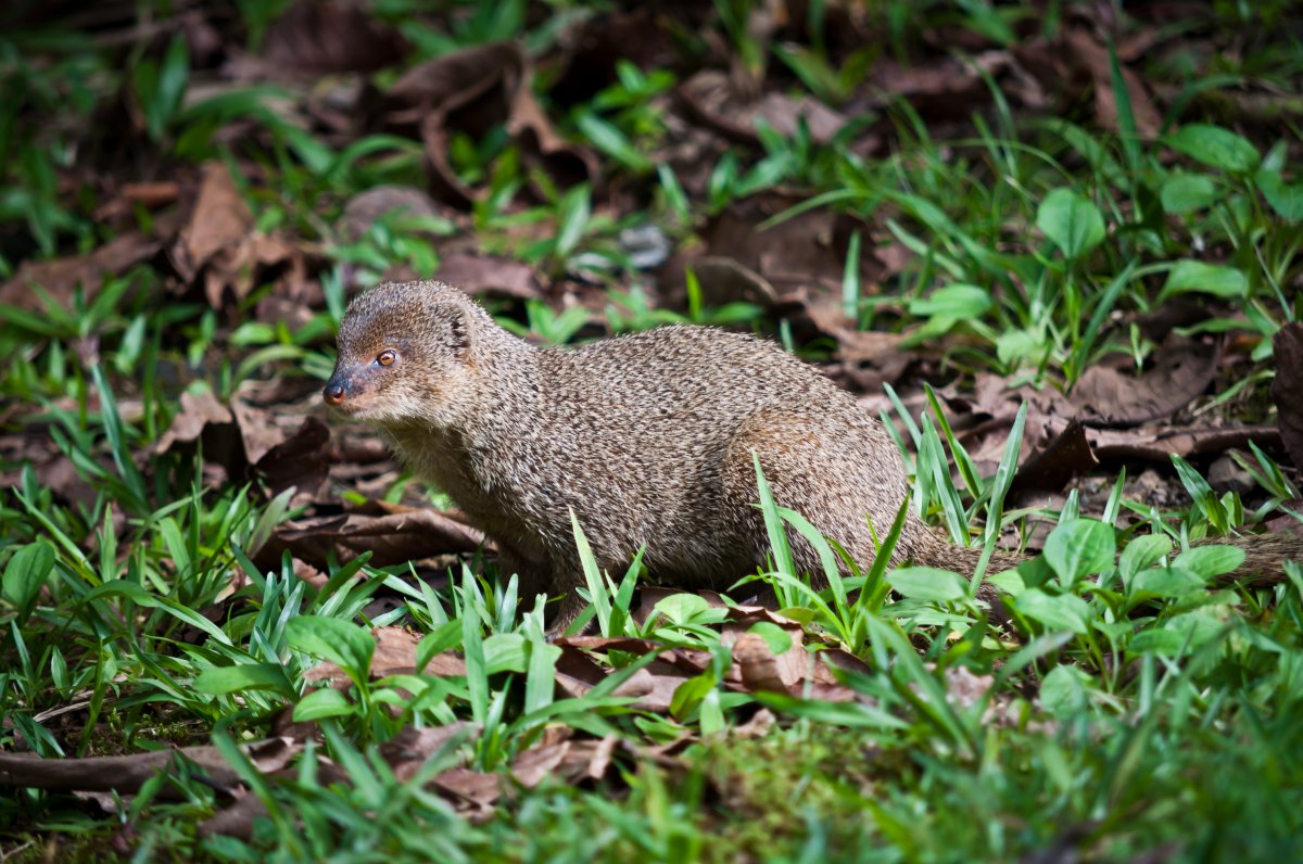 Mongoose Hawaii, Exotic Estates, Luxury Vacation Rental