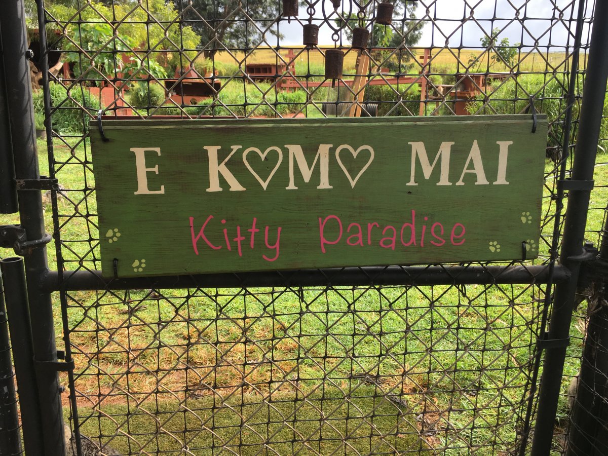 John Di Rienzo - Lanai Cat Santuary - Entrance