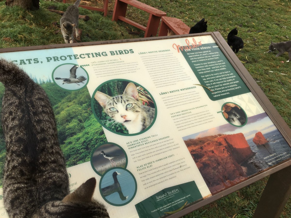 John Di Rienzo - Lanai Cat Santuary - Conservation