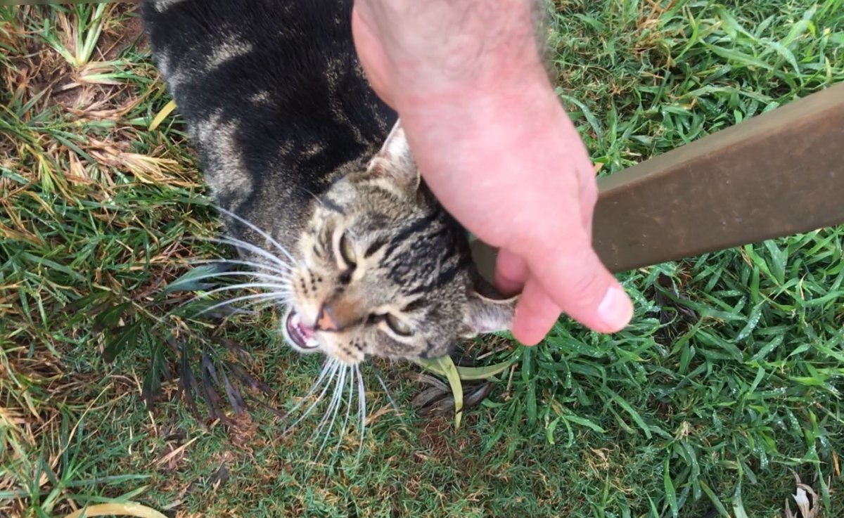John Di Rienzo - Lanai Cat Santuary - Petting