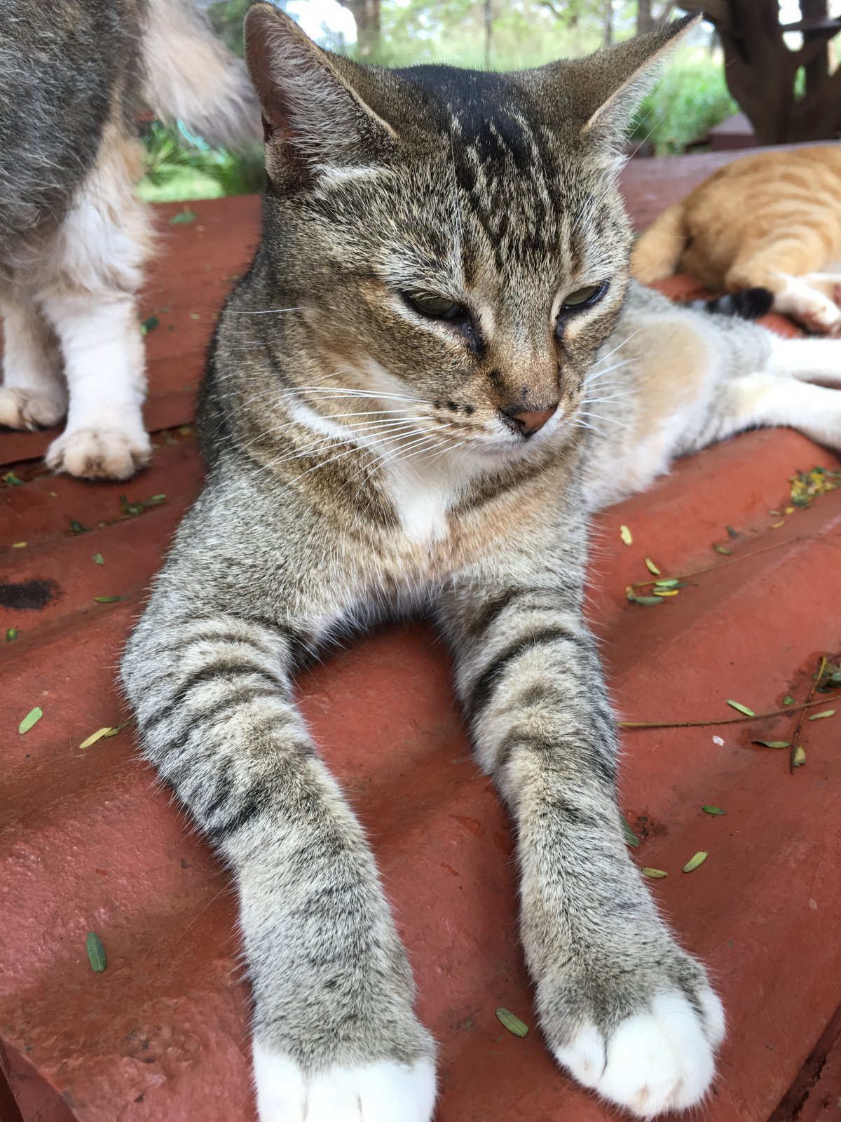 John Di Rienzo - Lanai Cat Santuary - Queenie