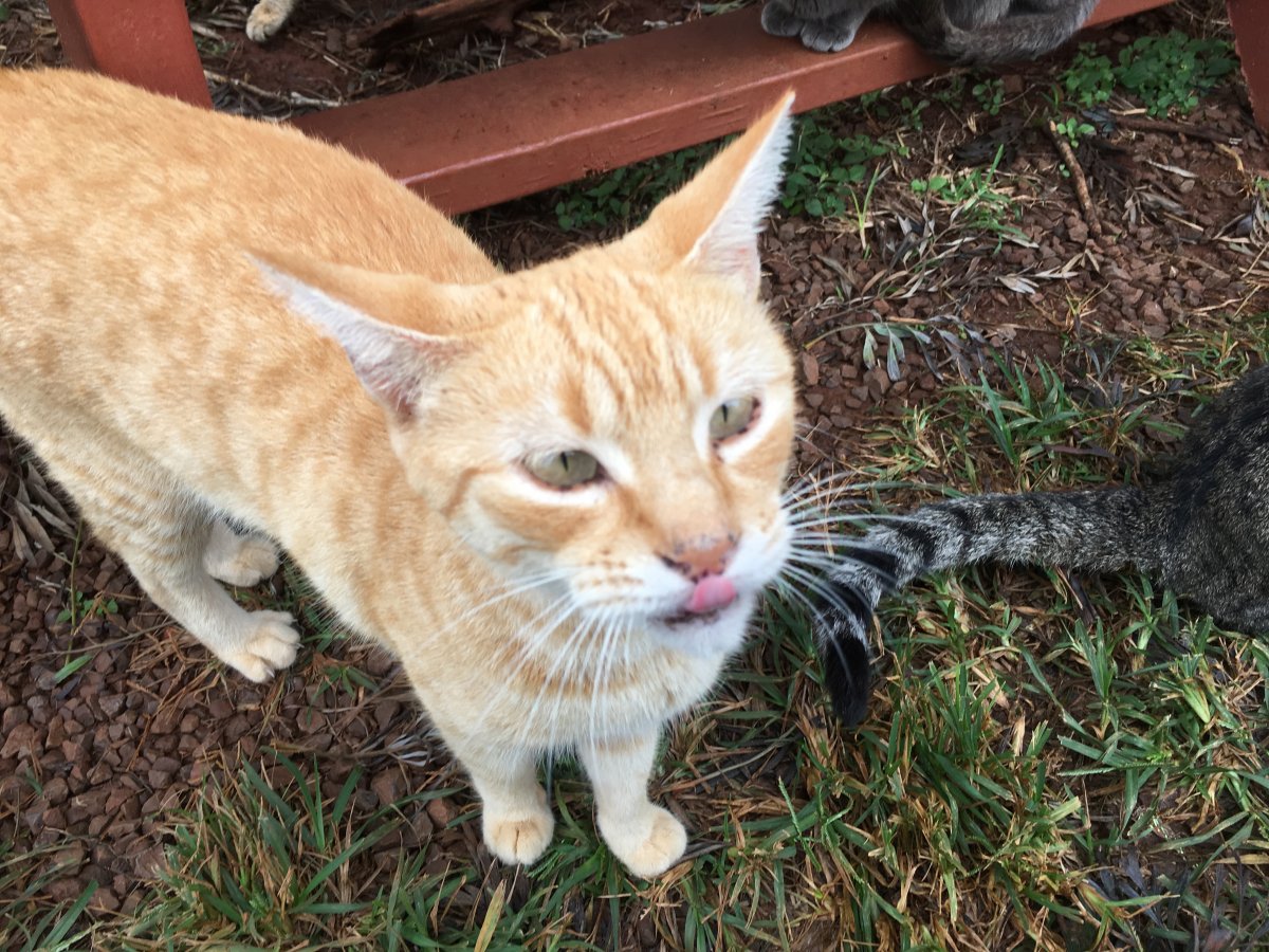 John Di Rienzo - Lanai Cat Santuary - Cute Face