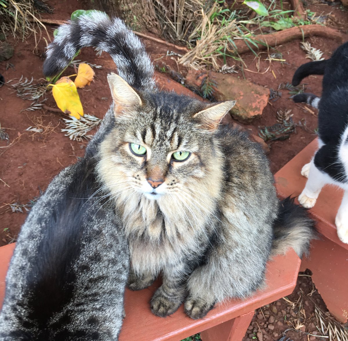 John Di Rienzo - Lanai Cat Santuary - Maine Coon