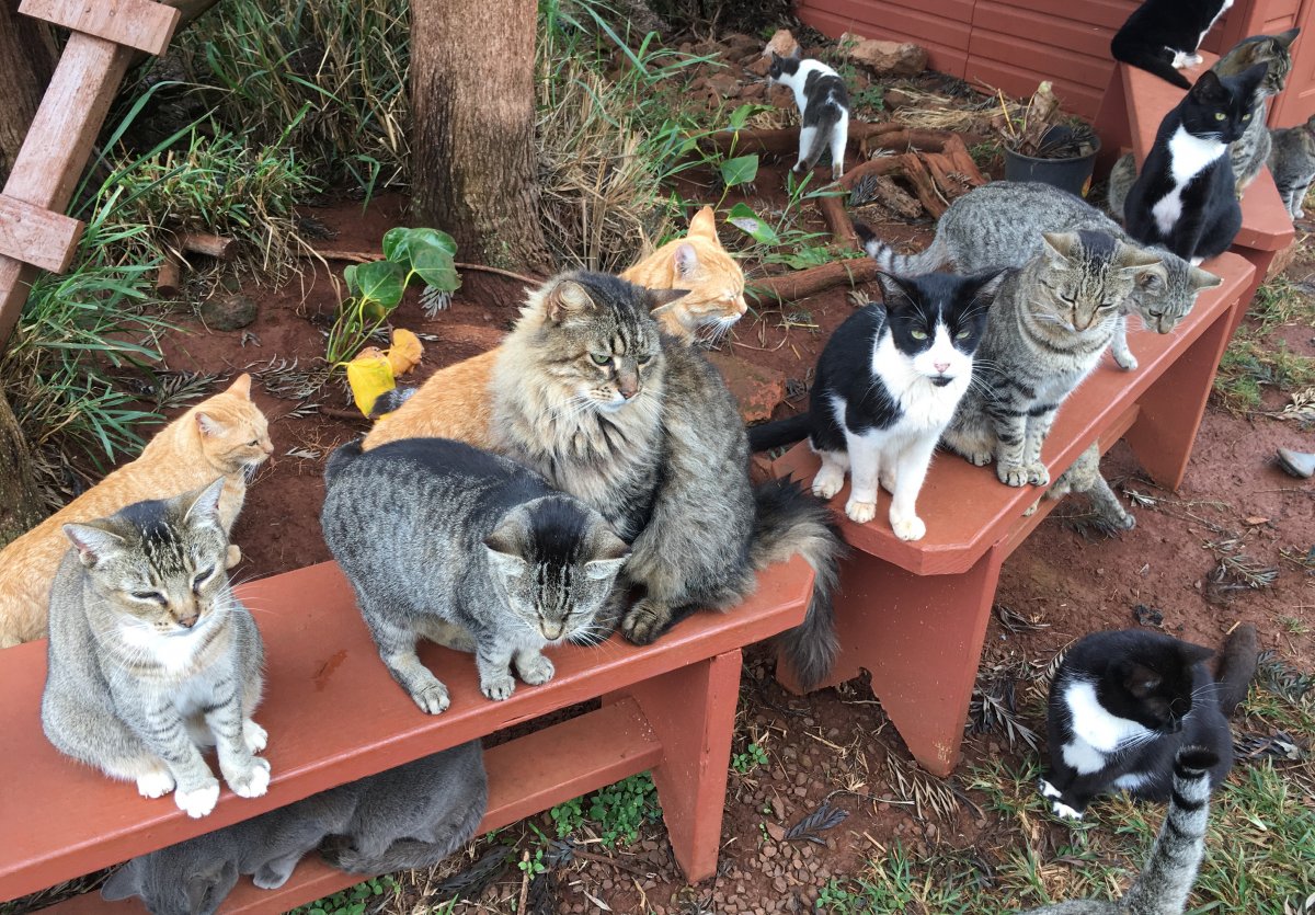 John Di Rienzo - Lanai Cat Santuary