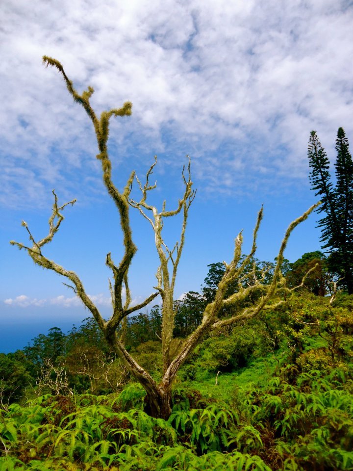 Maui Local Hikes, Maui Experts, Hiking in Maui, Exotic Estates, Luxury Vacation Rental