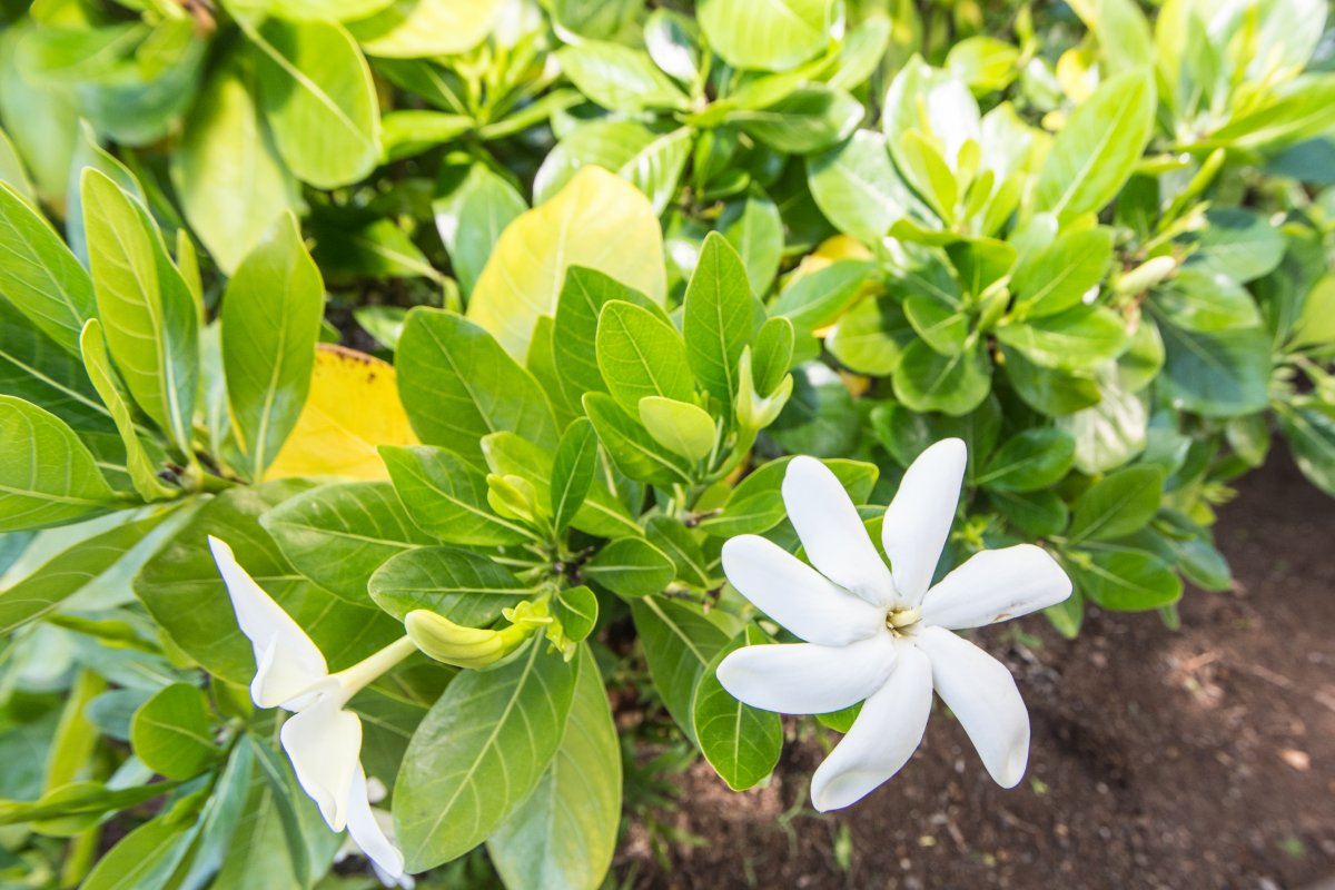 Close-up of ginger flowers in Hawaii