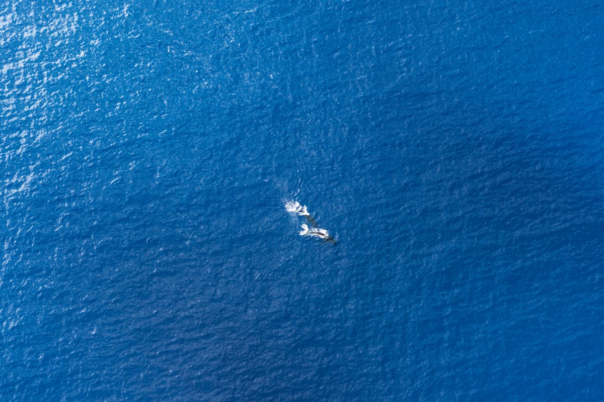 Whales Seen from Big Island Helicopter Tour - Shanon Searls