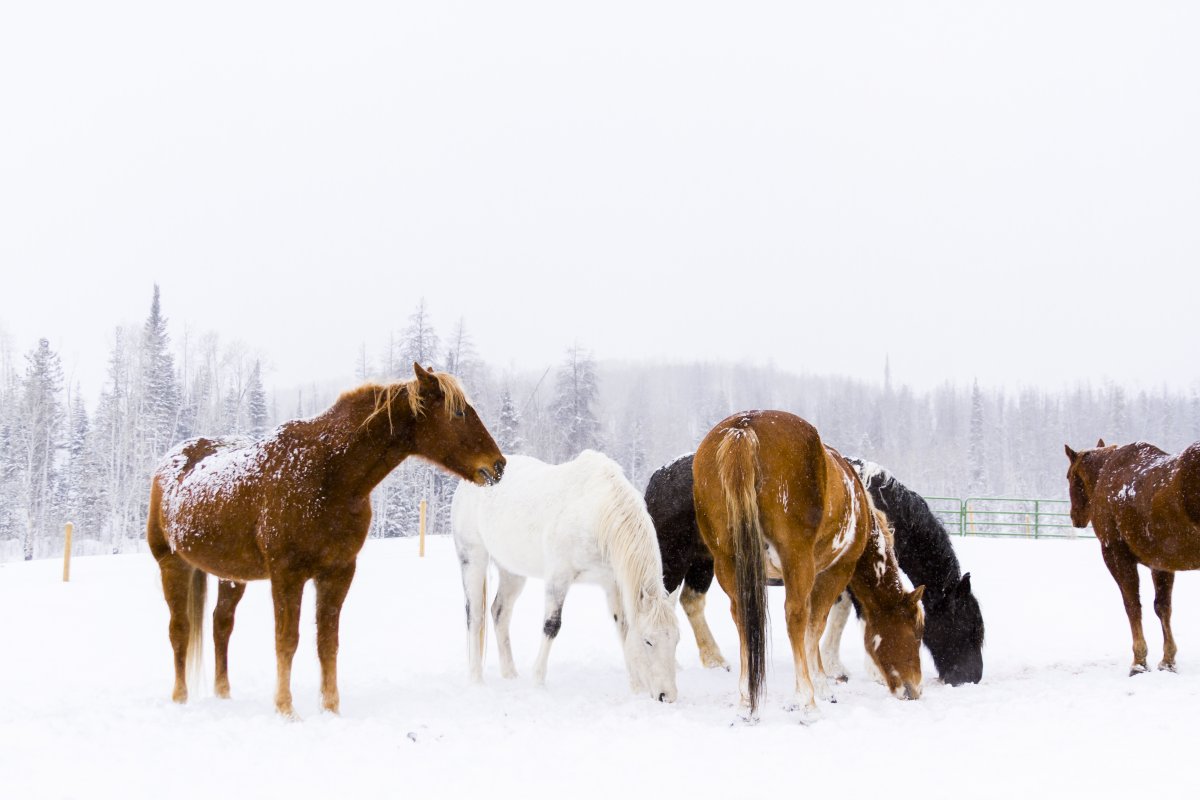 Steamboat Springs Vacation Rentals, Steamboat Springs Ski Homes, Steamboat Springs Mountain Homes, Exotic Estates Steamboat Springs