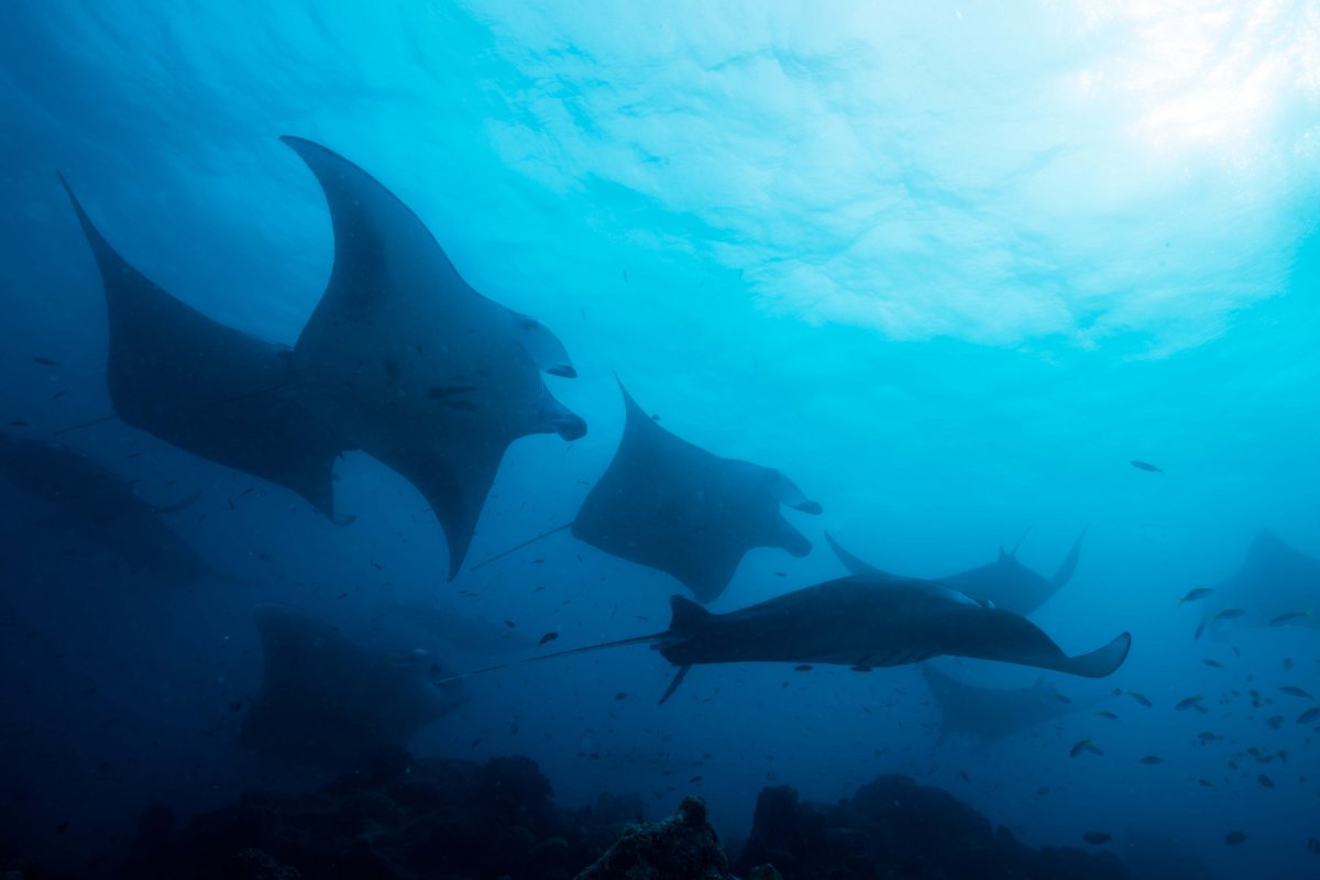 Manta Rays Hawaii