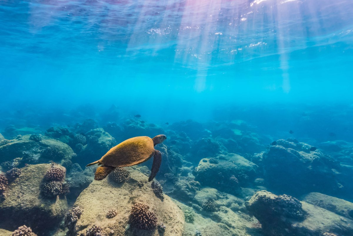 Snorkel Tropical Fish