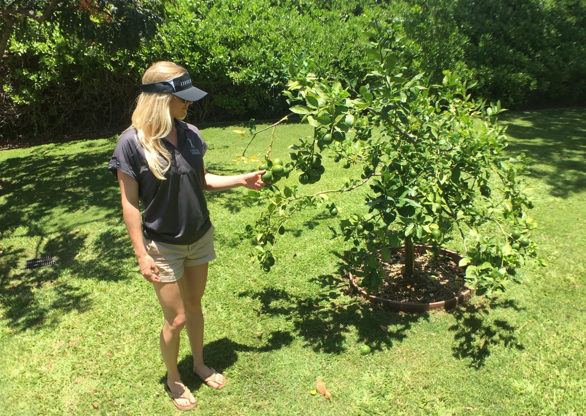 Fruit Trees in Hawaii