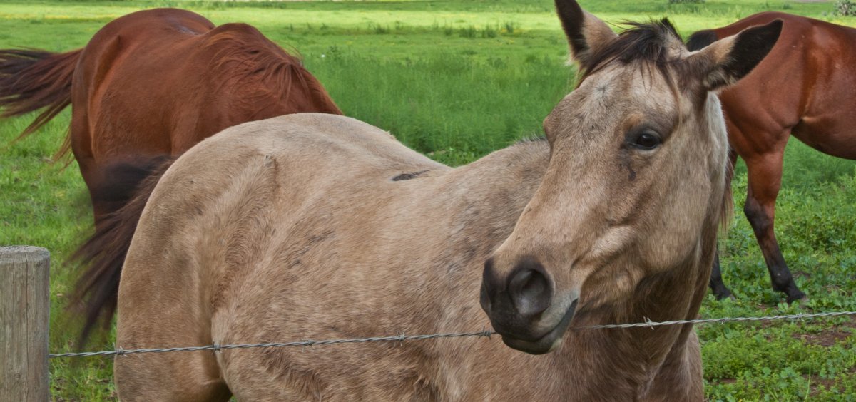 Horses in Hawaii