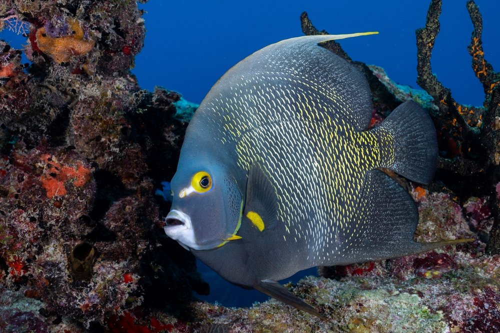 French Angelfish Exotic Estates Riviera Maya