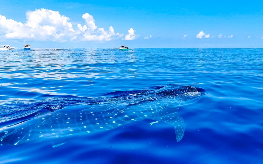 Whale Shark Riviera Maya Exotic Estates