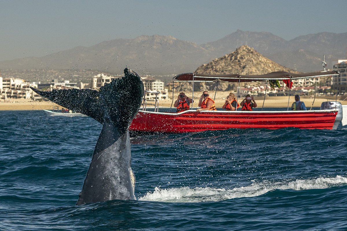 Whale slapping its tail on water in Cabo San Lucas
