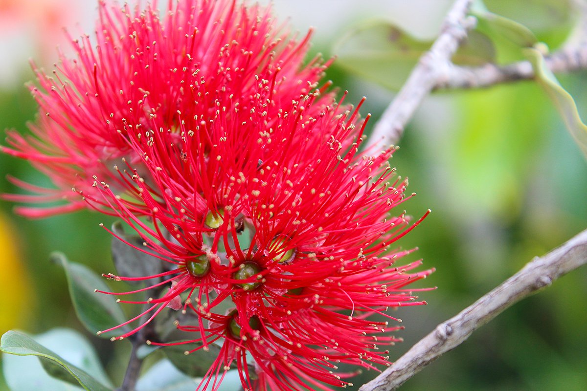 Ohia flower blossom Hawaii