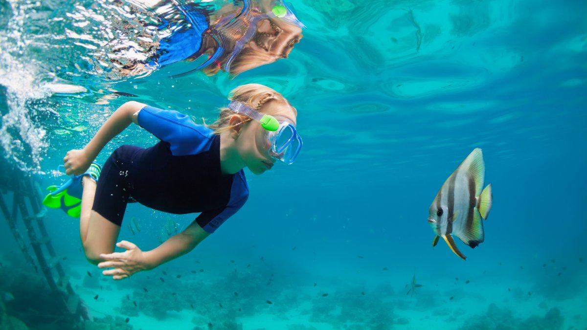 View of Snorkeling Angel Fish in Hawaii