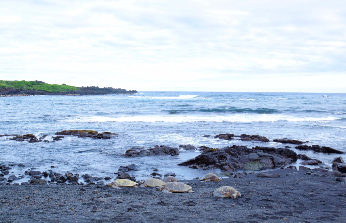 Punaluu Beach - Sea Turtles