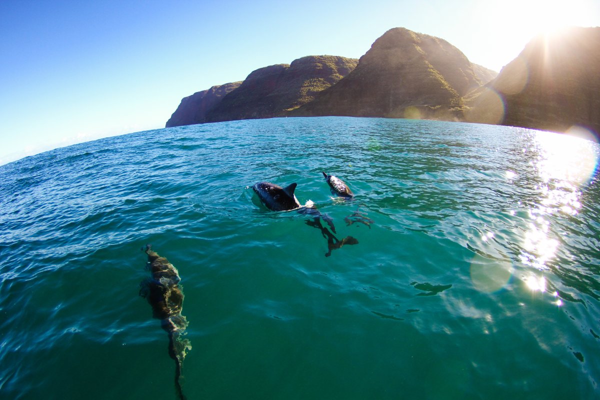Napali Coast Dolphins