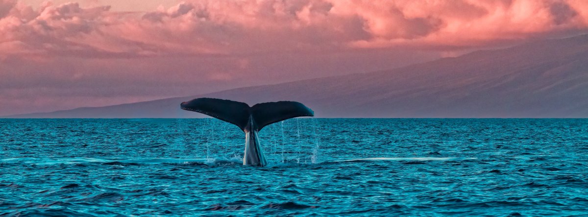Humpback whale tail seen off of the Maui island.