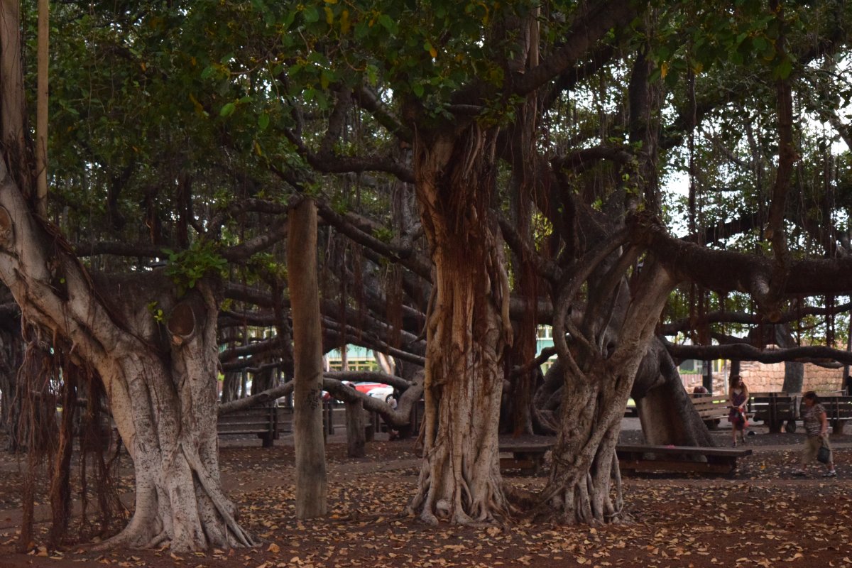 View from underneath the historic Lahaina banyan tree pre-fire