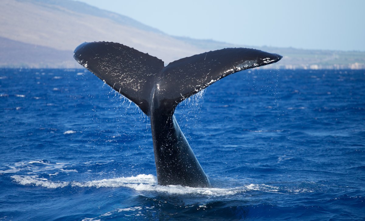 Humpback Whale Sighting on Maui