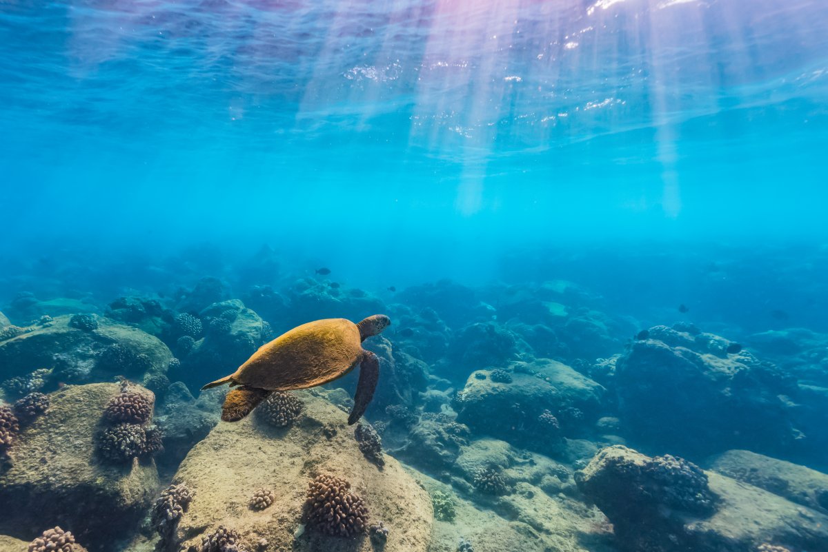 Green Sea Turtle