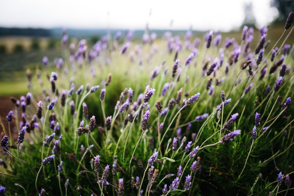 Ali'i Kula Lavender Farm in the Upcountry of Maui