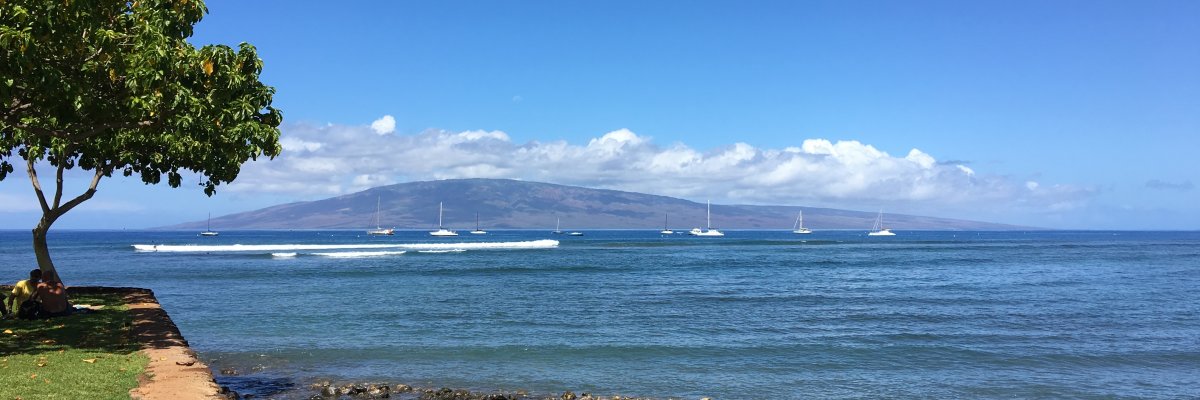Humpback Whales Have Returned to Hawaii!