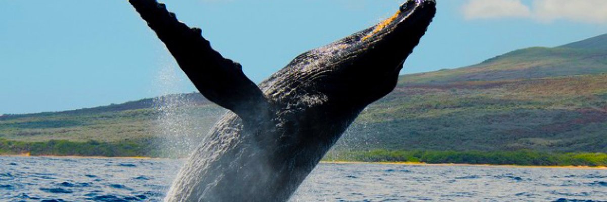 Best Villas for Whale Watching on Maui