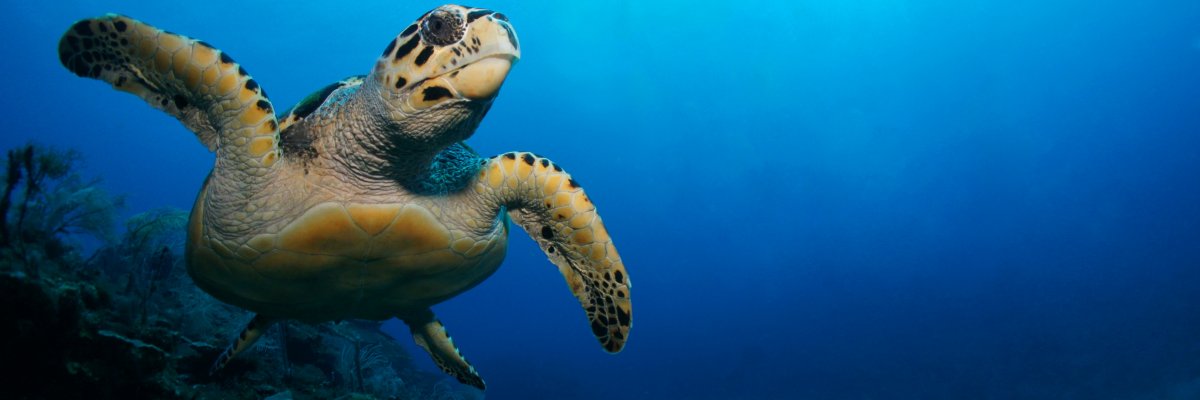 Best Snorkeling Spots in Riviera Maya