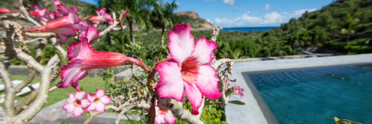 St. Barts Saline Villas | Private Luxury Homes Near Saline Beach