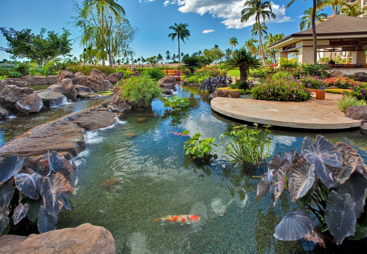 The Koi ponds are a photographer's dream.