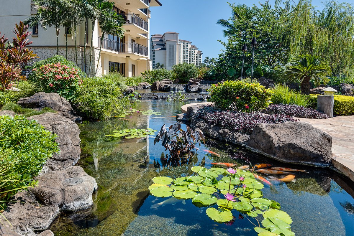 Wander around the reflective resort Koi pond.