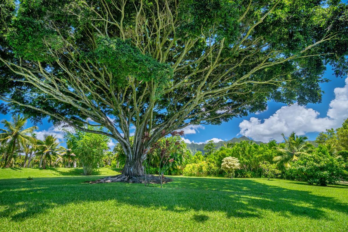 Hale Namahana