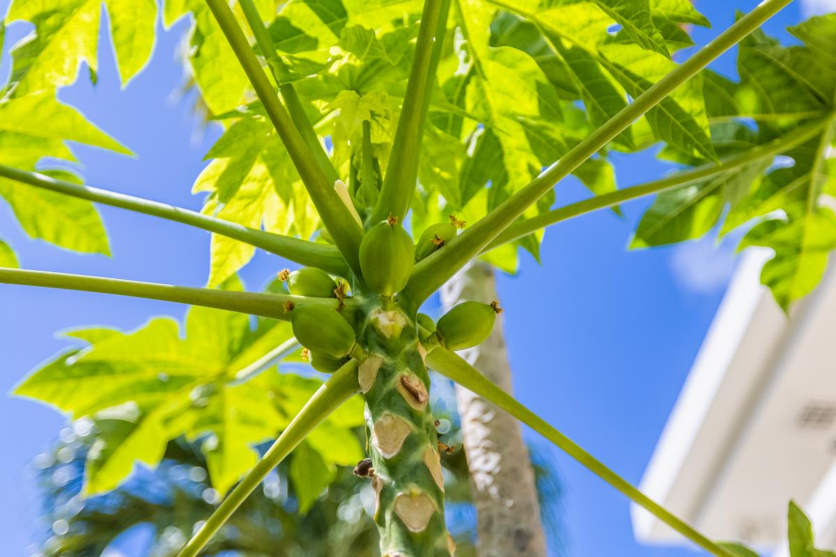 Enjoy the lush surroundings and tropical papaya trees right outside your door.